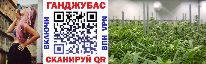 Бошки марихуана план  наркотики  Гурьевск 